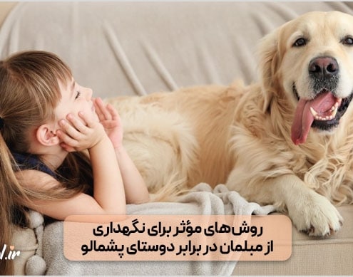 چگونه مبلمان خود را از آسیب حیوانات خانگی محافظت کنیم؟