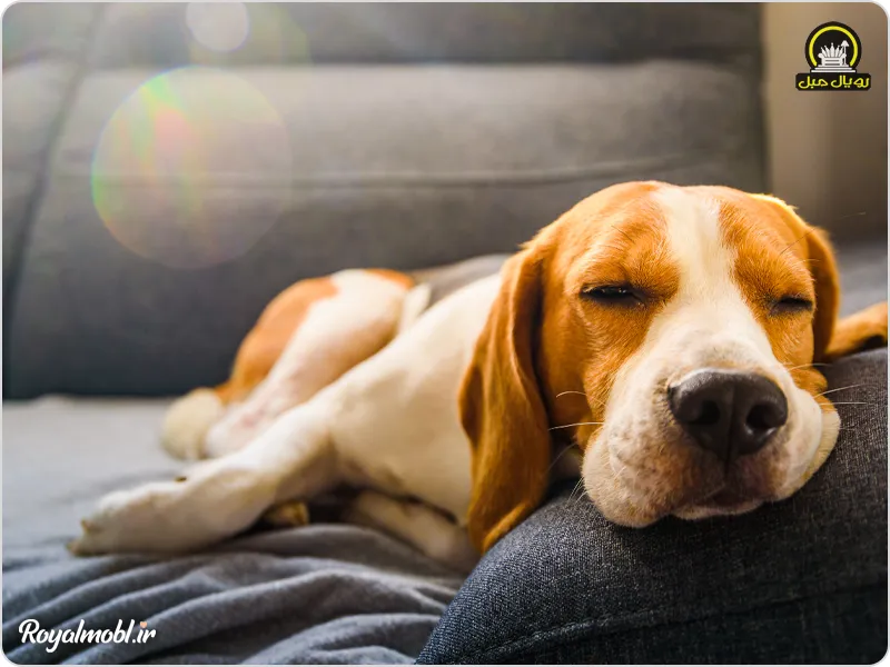 سگ خوابیده رو پارچه مبلی مبلمان مخمل